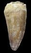 Large Mosasaur (Prognathodon) Tooth #49724-1
